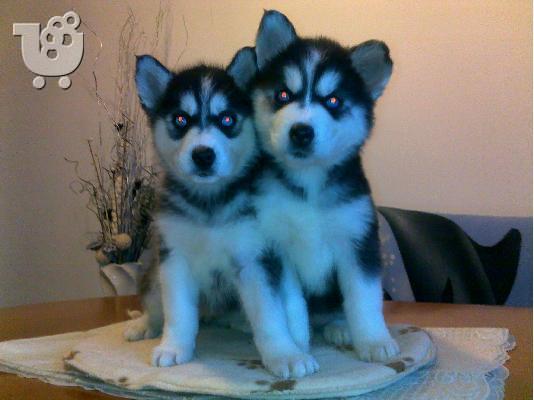 PoulaTo: Kαλή τιμή!!!.Πουλάω όμορφα κουτάβια ράτσα SIBERIAN HUSKY - Σιβηριανος Χασκι -220 euro